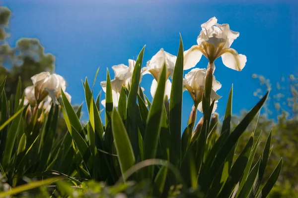 흰 붓 꽃 — 스톡 사진