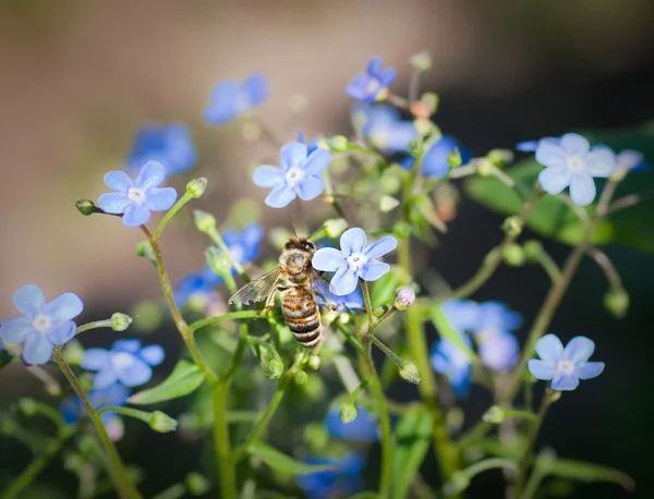 Bee on a small blue flowers — Stock Photo, Image