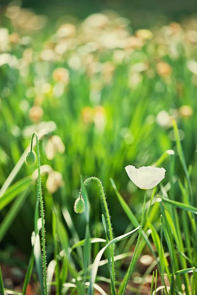白色罂粟 — 图库照片