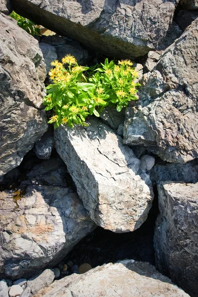 Żółte kwiaty w skałach — Zdjęcie stockowe