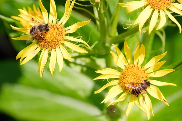 Abejas para recoger flores amarillas miel —  Fotos de Stock