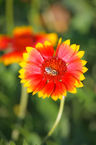 La abeja en una flor 1 —  Fotos de Stock