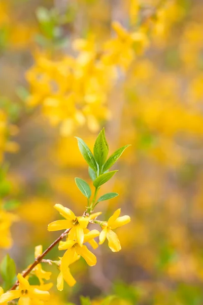 Желтый куст — стоковое фото