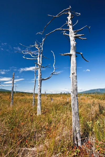 stock image Strange trees