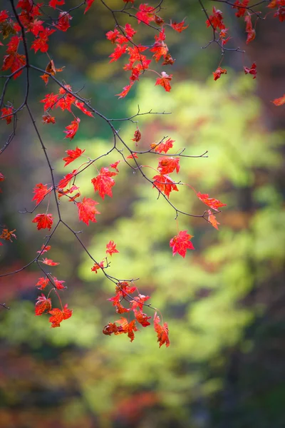 Foglie di acero scarlatto di autunno su un ramo — Foto Stock