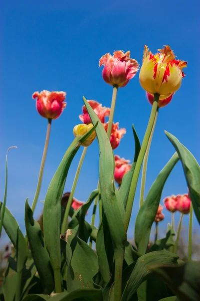 Pretty weird tulips stretch to the sky — Stock Photo, Image