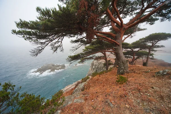 ต้นซีดาร์ครบรอบ 100 ปีบนชายหาดหิน — ภาพถ่ายสต็อก