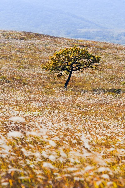 Underbara träd — Stockfoto