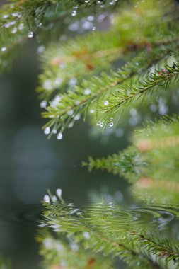 Branches of trees reflected in water clipart