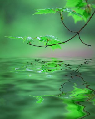 Maple branch with green leave clipart