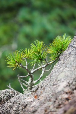 Cedar on stone clipart