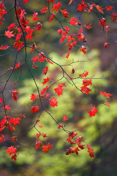 秋天的叶子是美丽的 — 图库照片