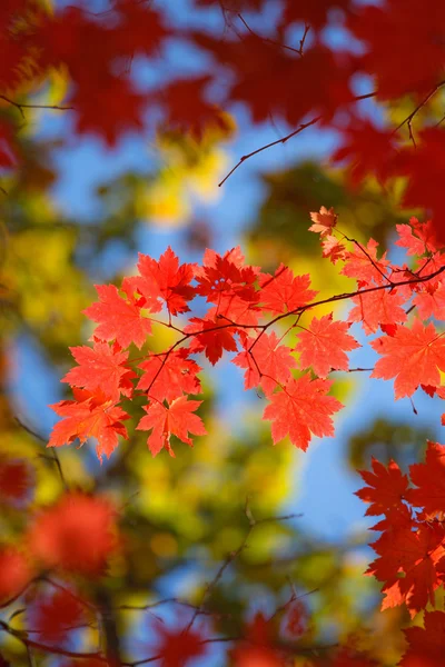 Beautiful scarlet maple leaves — Stock Photo, Image