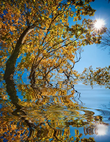 秋の反射 — ストック写真