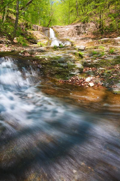 Stream in zomer bos — Stockfoto