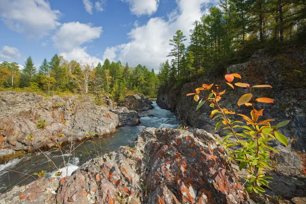 Bouřlivé podzimní Lesní řeka ; — Stock fotografie