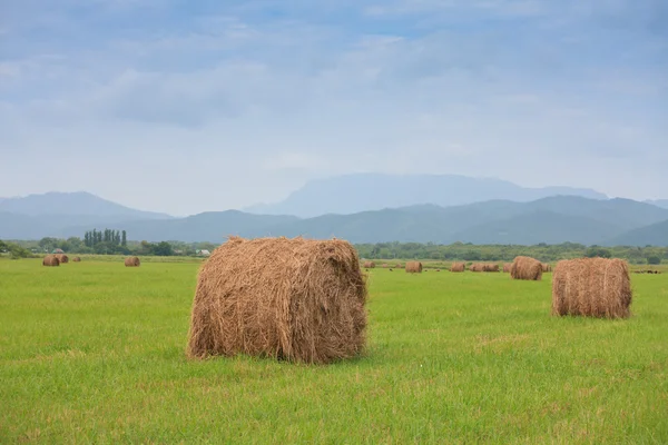 Neat haystacks in the field — Stock Photo, Image
