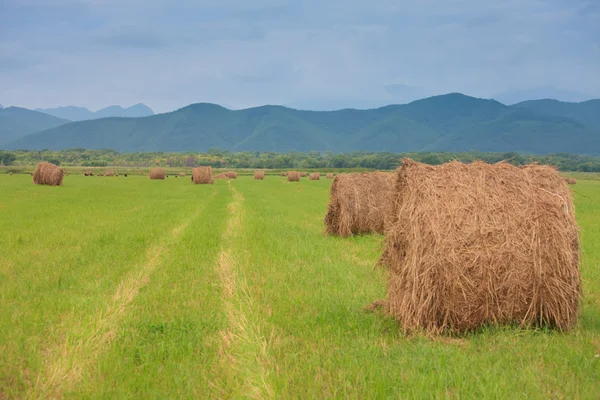 Cute haystacks in the field — Stock Photo, Image