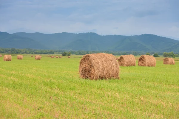 Haystacks em um campo verde — Fotografia de Stock
