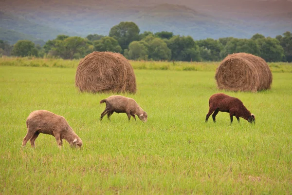 Sheep on the field — Stock Photo, Image