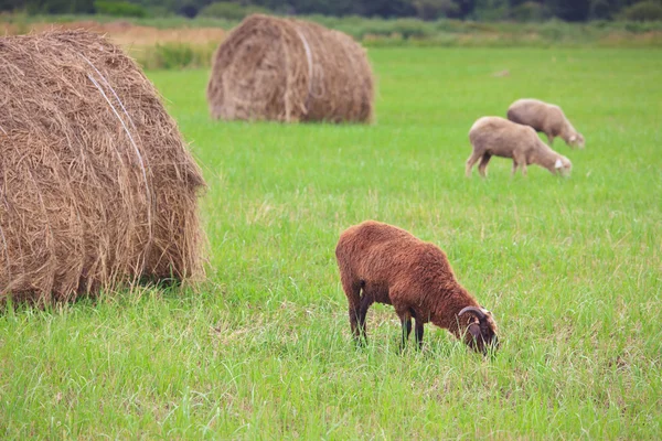 Corderos pastan en el campo entre las pilas — Foto de Stock