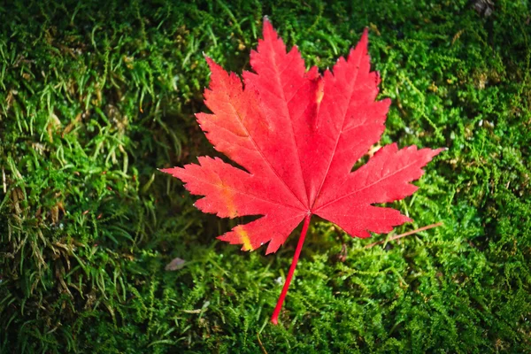 stock image Red leaf on green moss