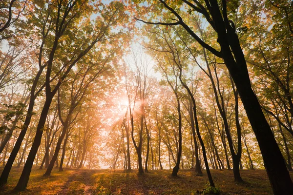 葉の秋の太陽 — ストック写真