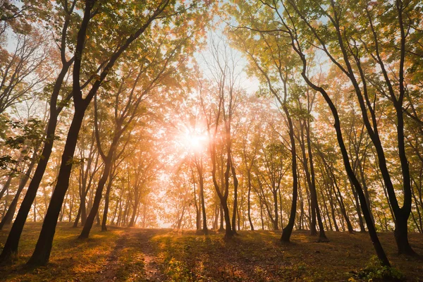 Herbstsonne in den Bäumen — Stockfoto