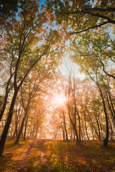 Herbstsonne im gelben Laub — Stockfoto