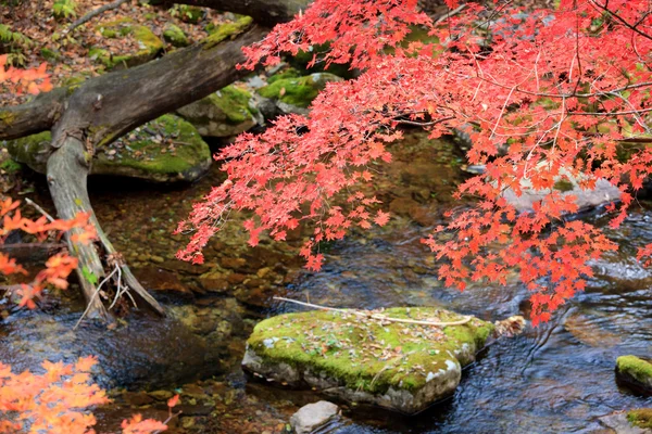 stock image Autumn leaves