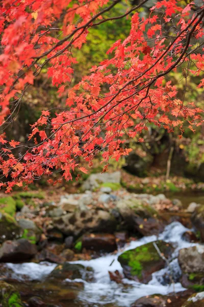 Folhagem de outono roxa em um contexto de fluxo — Fotografia de Stock