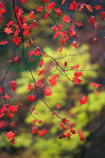 Mor sonbahar yaprakları üzerindeki yeşil yaprak — Stok fotoğraf