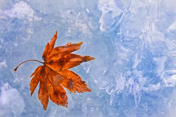 stock image Purple autumn foliage on ice