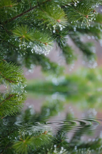 stock image Tree branches