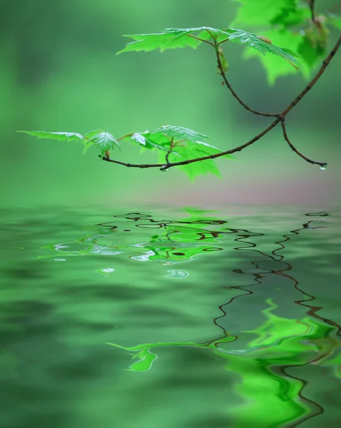 stock image Maple branch with green leave