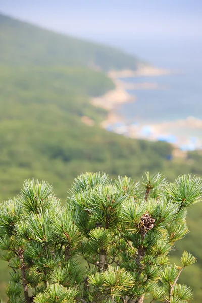 Grenar av ceder på bakgrund av stranden — Stockfoto