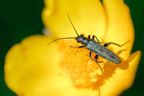 stock image Iridescent beetle