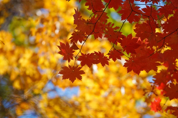 Piękny sezon jesień — Zdjęcie stockowe