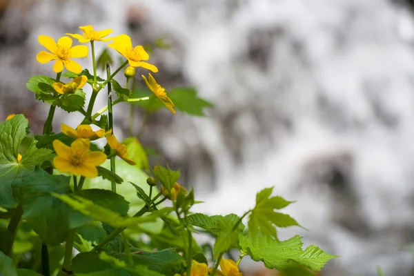 Bela flor amarela na água — Fotografia de Stock