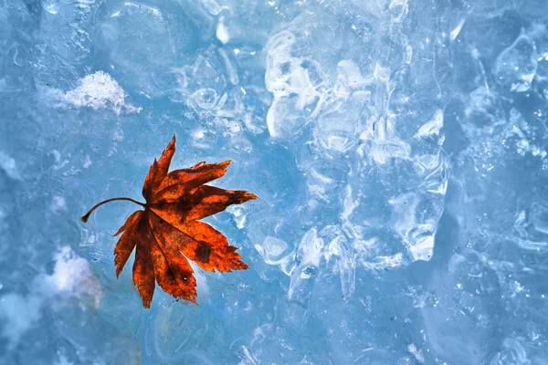 Φύλλο σφενδάμνου στον πάγο — Φωτογραφία Αρχείου