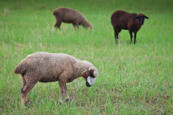 Pâturage d'agneau sur le champ — Photo