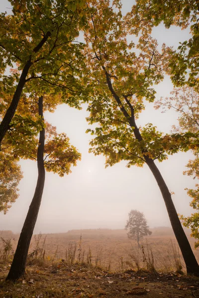 Adoráveis árvores de outono — Fotografia de Stock