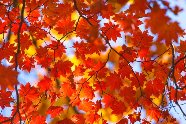 Осеннее чудо — стоковое фото