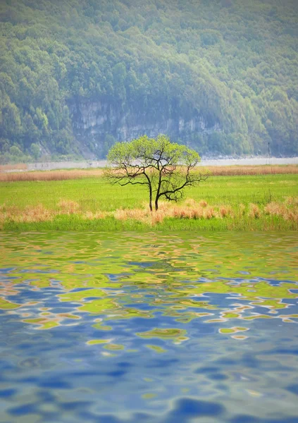 호수 옆의 나무 — 스톡 사진