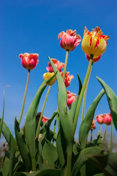 Досить тюльпани — стокове фото