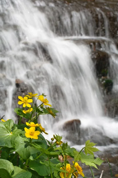 Gele bloem in de buurt van de waterval — Stockfoto