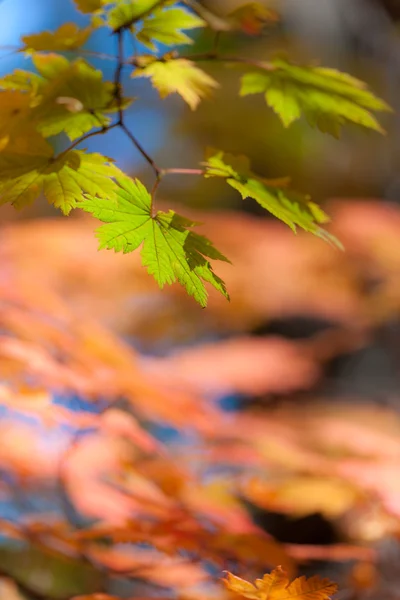 Hojas de arce de color brillante en las ramas —  Fotos de Stock