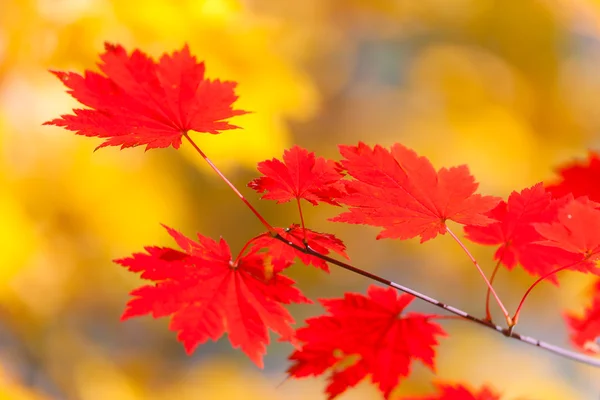 Beleza de outono — Fotografia de Stock