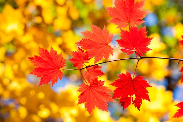 Tipi autunno — Foto Stock