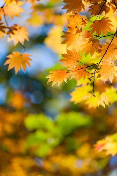 Příští podzim — Stock fotografie